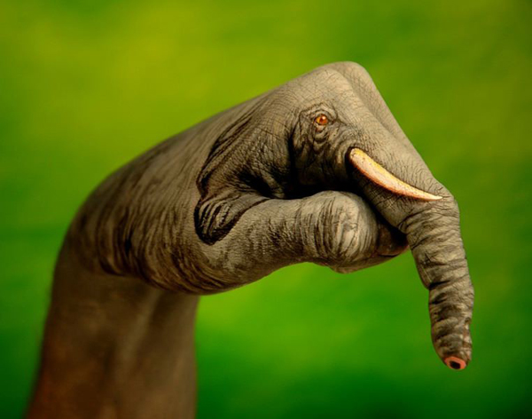 Elephant on full hand.