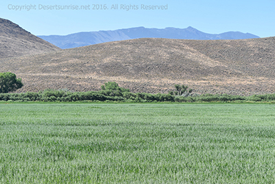 Amazing contrast between the tan hills, green fields and dark mountains