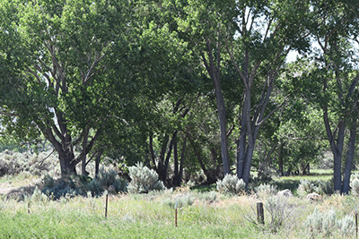 Riparian Zone along the Carson River