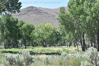 Riparian zone along the Carson River