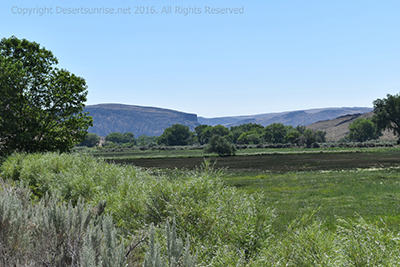 Irrigated Alfalfa Fields