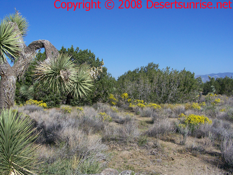 A typical desert woodland image, here we have a Joshua tree to the left, a couple of Juniper trees in the middle 