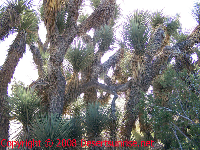A "stand" of Joshua Trees