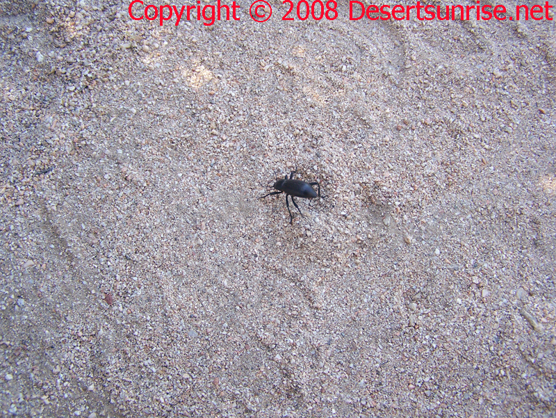 This black beetle commonly called a stinkbug is actually in the genus Eleodes, and are known as pinacate beetles