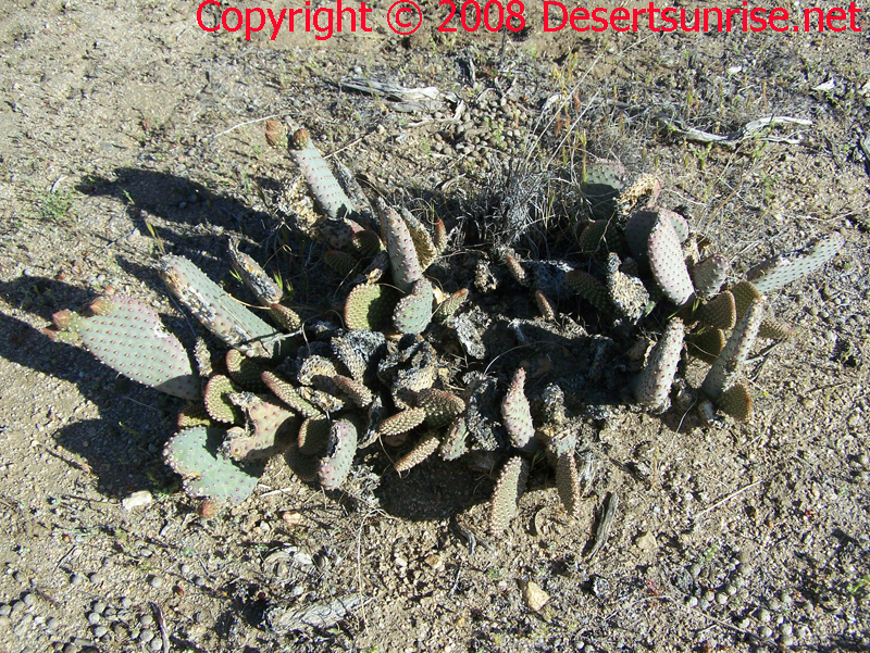 This is Beavertail Cacti (Opuntia echinocarpa)