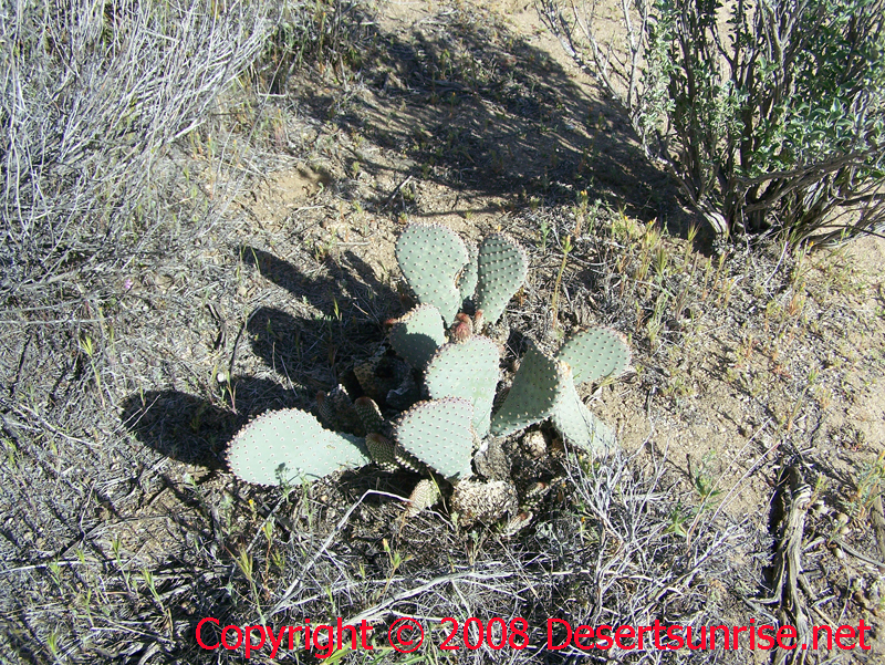 More Beavertail Cactus