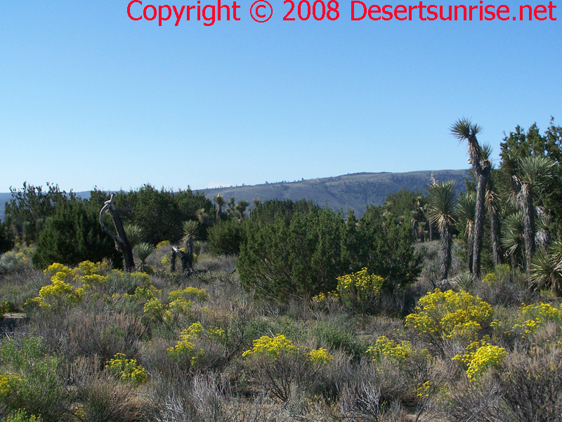 full spectrum of desert woodland plant and shrubs