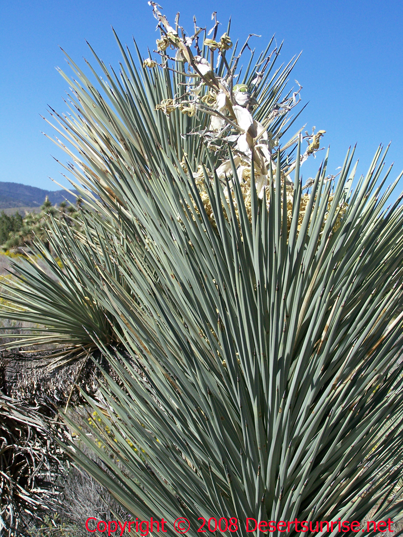 The top of a young Joshua Tree with what is left of it's flower (seed pod) on top