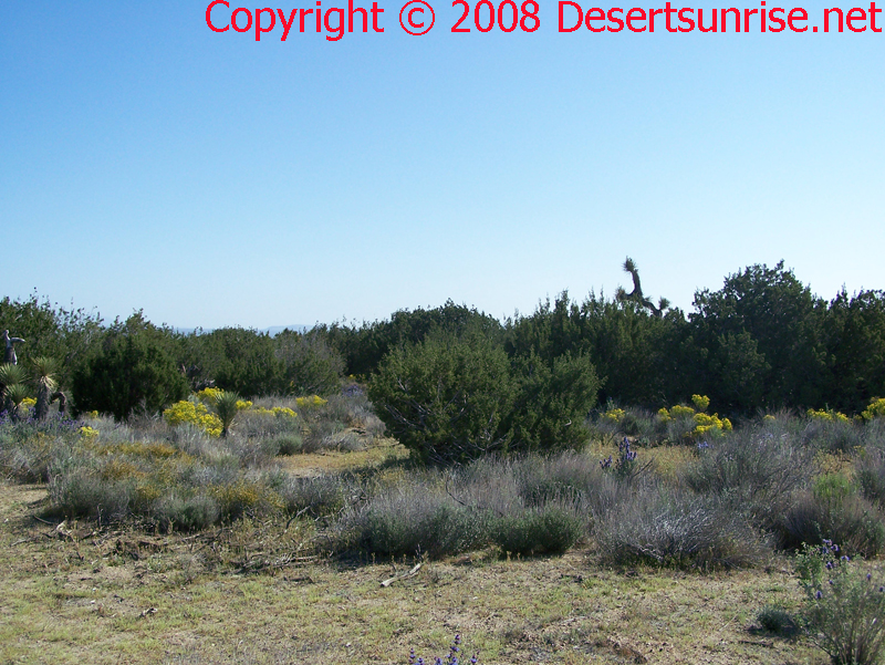 Most of the California Junipers in photo is probably a male