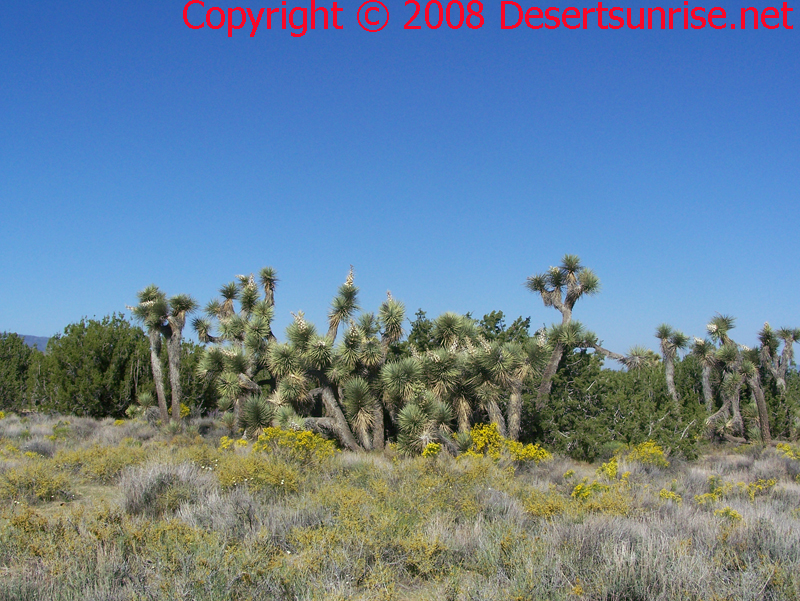 Large stand of Joshua Trees