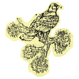 Drawing of a red tailed Hawk from the Ripley Brochure