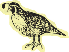 From the Ripley Desert Woodland trail brochure, a drawing of a Desert quail
