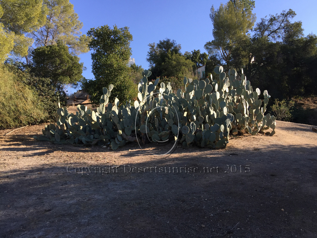 A large clump of Prickly Pear Cactus