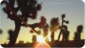 Desertsunrise Joshua Tree Banner, click to go back to Index