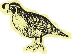 Quail