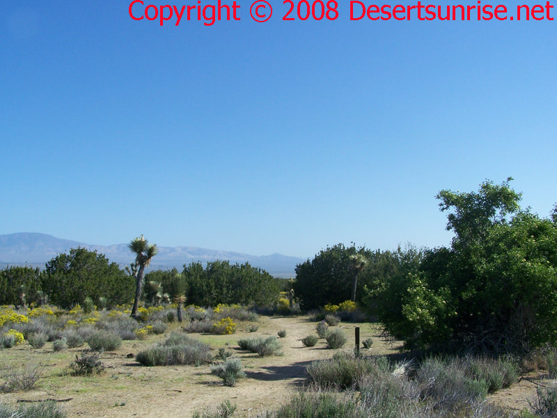 Elderberry Tree, Joshua Image showing Joshua Trees, Juniper Tree, Goldenbush, Mormon Tea, Blue Sage