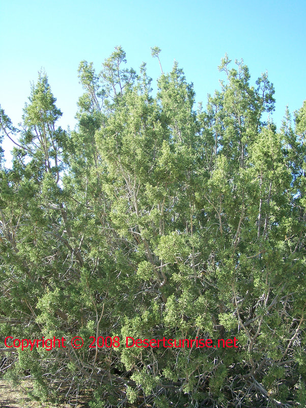 Photo of a Juniper Tree