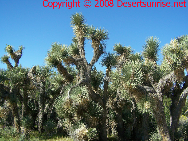 Thick grove of Joshua Trees