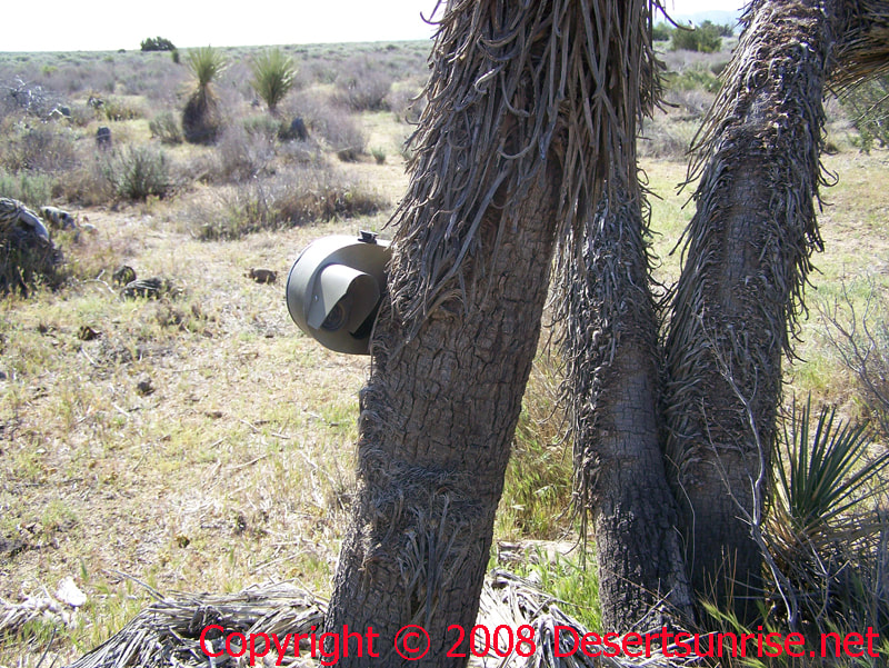 Traffic counter mounted on a Joshua Tree